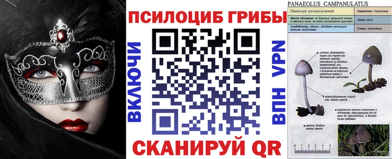 ссылка на мегу   Сосновоборск  Псилоцибиновые грибы Psilocybe 